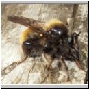 Laphria flava - Mordfliege 06.jpg